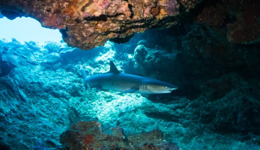 沖縄青の洞窟でシュノーケルやダイビング